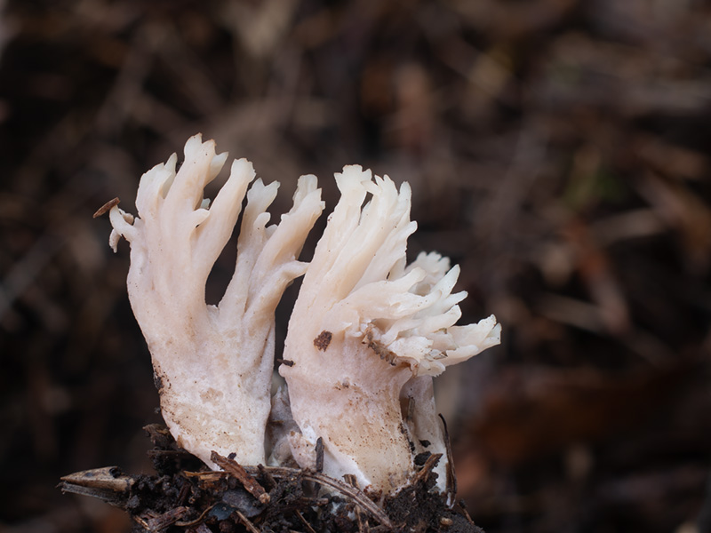 Clavulina incarnata Clavulina incarnata